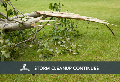 Storm Cleanup